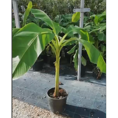 pianta banano