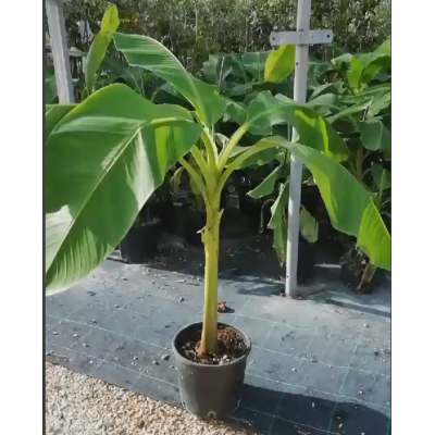 piante di banane piante di banane
