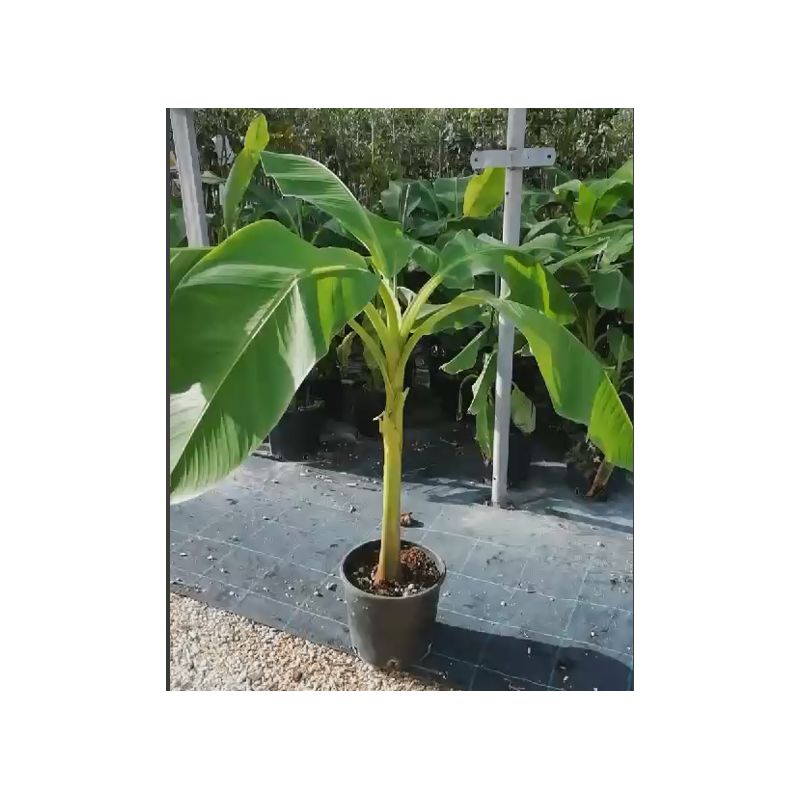 pianta banano