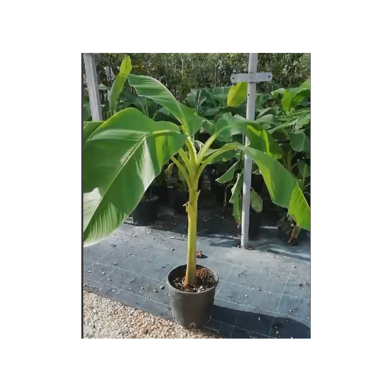pianta banano pianta banano