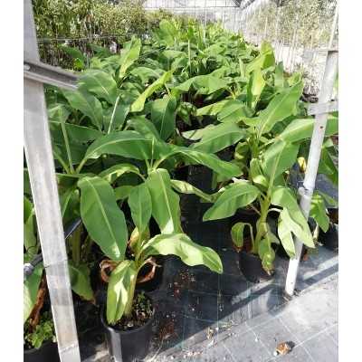 pianta banana pianta banana