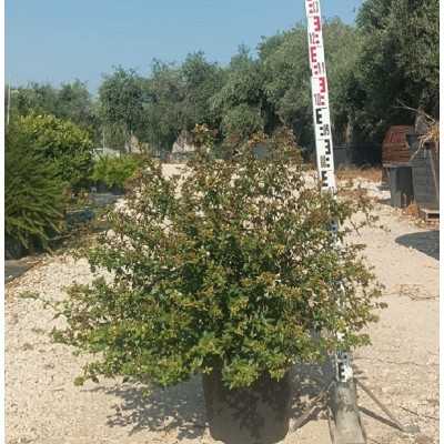 Pianta Abelia Grandiflora Bianco - Cespugli fioriti