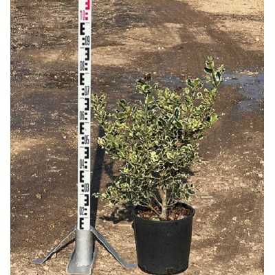 Pianta Ilex Aquifolium - Agrifoglio Variegato - Siepi da giardino