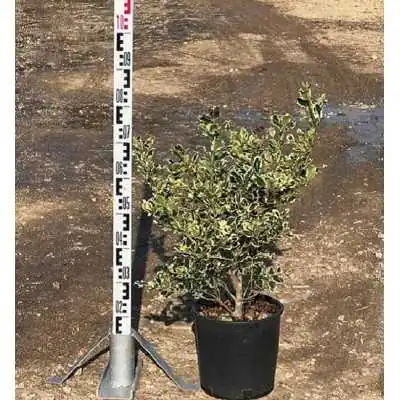 agrifoglio variegato prezzo