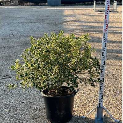 Pianta Ilex Aquifolium - Agrifoglio Variegato - Siepi da giardino