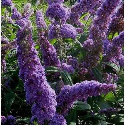 Pianta Buddleia - Cespugli fioriti Pianta Buddleia - Cespugli fioriti
