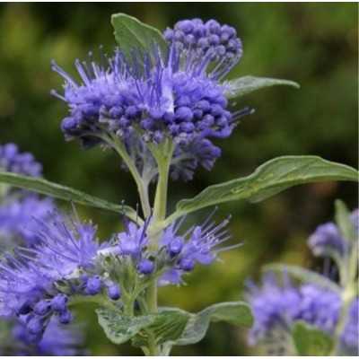 Pianta Caryopteris - Cespugli fioriti Pianta Caryopteris - Cespugli fioriti