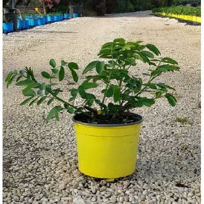 Pianta Cassia Floribunda - Cespugli fioriti Pianta Cassia Floribunda - Cespugli fioriti