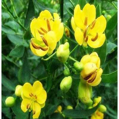 Pianta Cassia Floribunda - Cespugli fioriti Pianta Cassia Floribunda - Cespugli fioriti