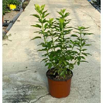 Pianta Choisya - Cespugli fioriti Pianta Choisya - Cespugli fioriti