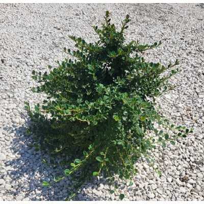 Pianta Cotoneaster - Cespugli fioriti