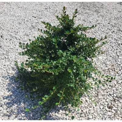 Pianta Cotoneaster - Cespugli fioriti Pianta Cotoneaster - Cespugli fioriti