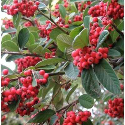 Pianta Cotoneaster - Cespugli fioriti Pianta Cotoneaster - Cespugli fioriti