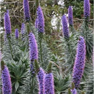 Pianta Echium Fastuosum - Cespugli fioriti Pianta Echium Fastuosum - Cespugli fioriti
