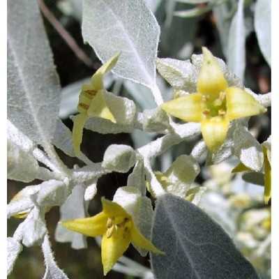 Pianta Olivagno - Siepi da giardino Pianta Olivagno - Siepi da giardino