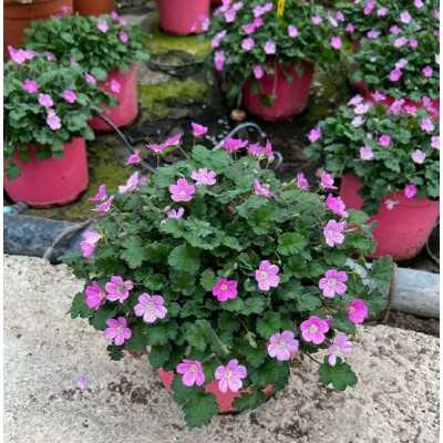 Pianta Erodium - Piante tappezzanti Pianta Erodium - Piante tappezzanti