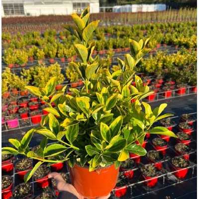 Pianta Euonymus Japonicus Aureus - Siepi da giardino