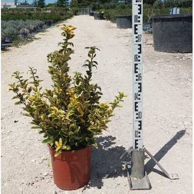 Pianta Euonymus Japonicus Aureus - Siepi da giardino