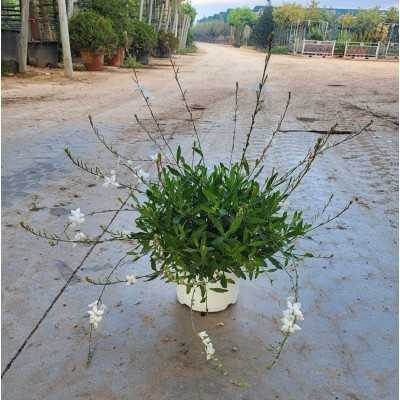 Pianta Gaura Bianco - Cespugli fioriti Pianta Gaura Bianco - Cespugli fioriti