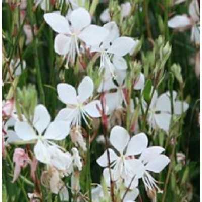 Pianta Gaura Fiore Bianco - Cespugli fioriti