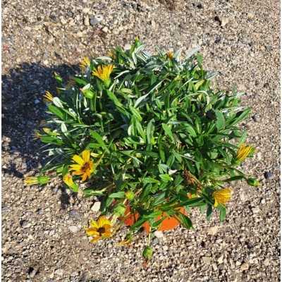 Pianta Gazania - Cespugli fioriti Pianta Gazania - Cespugli fioriti