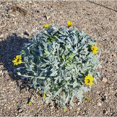 Pianta Gazania - Cespugli fioriti