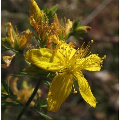 Pianta Hypericum Calycinum - Cespugli fioriti