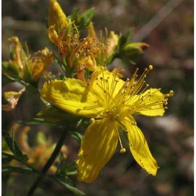 Pianta Hypericum Calycinum - Cespugli fioriti Pianta Hypericum Calycinum - Cespugli fioriti