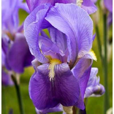 Pianta Iris - Piante fiorite