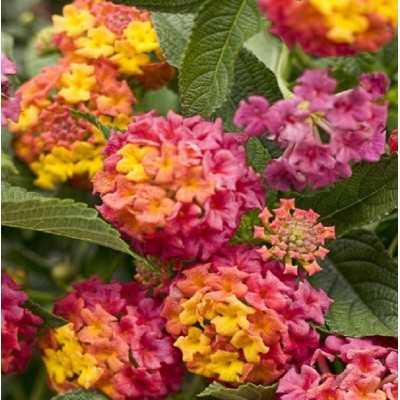 Pianta Lantana Camara - Cespugli fioriti