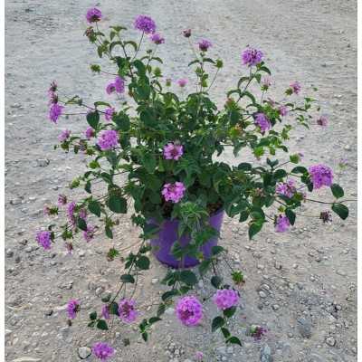 Pianta Lantana Sellowiana - Piante tappezzanti Pianta Lantana Sellowiana - Piante tappezzanti