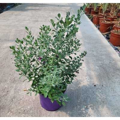 Pianta Leucophyllum Frutescens - Cespugli fioriti Pianta Leucophyllum Frutescens - Cespugli fioriti