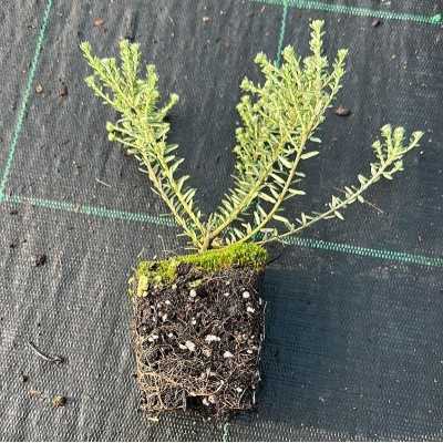 40pz Pianta Phylica Ericoides - Cespugli 40pz Pianta Phylica Ericoides - Cespugli