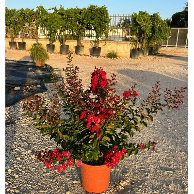 Pianta Lagerstroemia Indica Dynamite - Cespugli fioriti