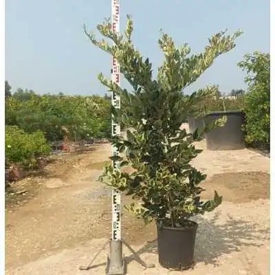 siepi ligustro
