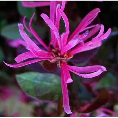 Pianta Loropetalum - Cespugli fioriti Pianta Loropetalum - Cespugli fioriti