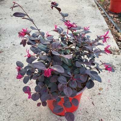 Pianta Loropetalum - Cespugli fioriti Pianta Loropetalum - Cespugli fioriti
