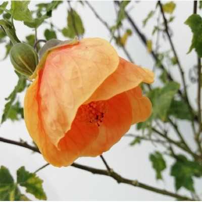 Pianta Abutilon - Cespugli fioriti Pianta Abutilon - Cespugli fioriti