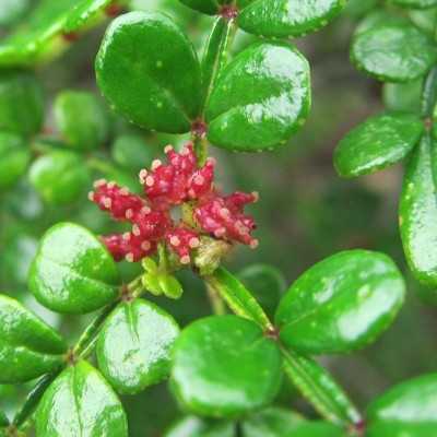 Pianta Zanthoxylum Beecheyanum (pepe giapponese)
