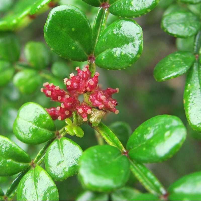 Pianta Zanthoxylum Beecheyanum (pepe giapponese) Pianta Zanthoxylum Beecheyanum (pepe giapponese)