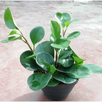 piante peperomia piante peperomia