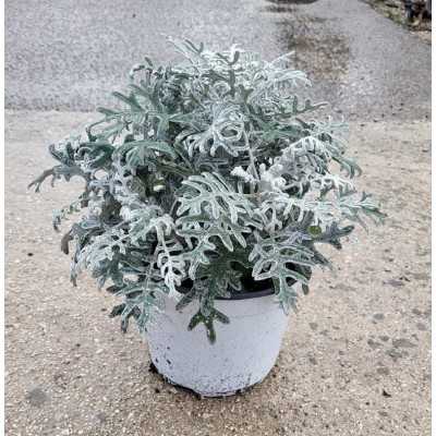 Pianta Cineraria Marittima - Cespugli fioriti Pianta Cineraria Marittima - Cespugli fioriti