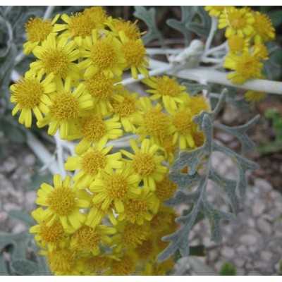 Pianta Cineraria Marittima - Cespugli fioriti Pianta Cineraria Marittima - Cespugli fioriti