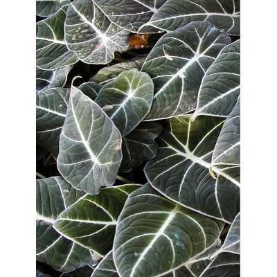 Pianta Alocasia Black Velve - Piante da interno