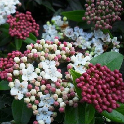 Pianta Viburnum Tinus - Siepi da giardino Pianta Viburnum Tinus - Siepi da giardino