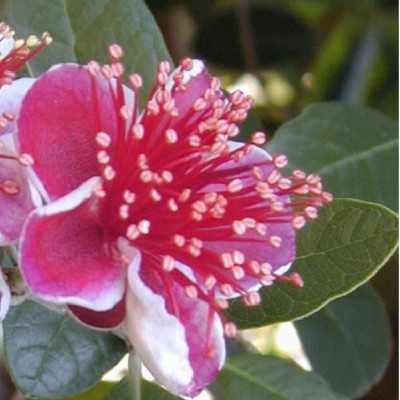 albero feijoa pianta albero feijoa pianta