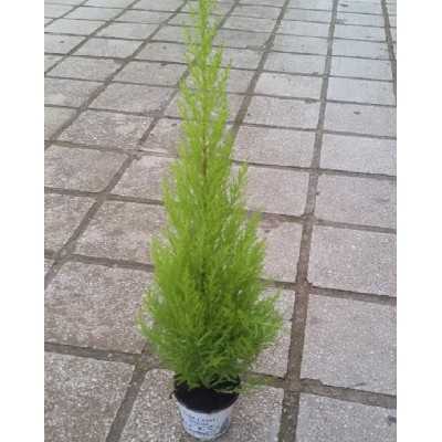 Albero Pino Lemon - Piante da interno Albero Pino Lemon - Piante da interno
