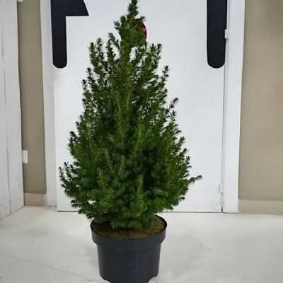 Albero Pino Picea - Piante da interno