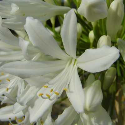 Pianta Agapanto - Cespugli fioriti