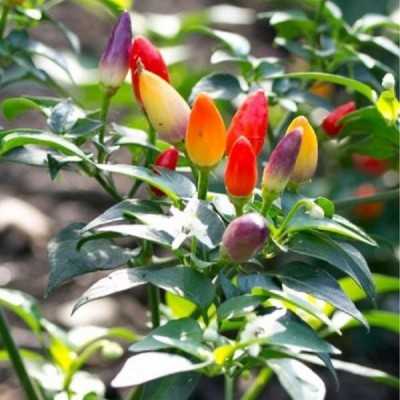 Pianta Capsicum - Peperoncino Ornamentale - Piante fiorite